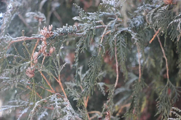 Christmas Tree Branch Close View — Foto Stock