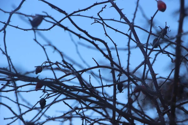 Winter Natuur Concept Uitzicht Bomen Struiken Buiten — Stockfoto