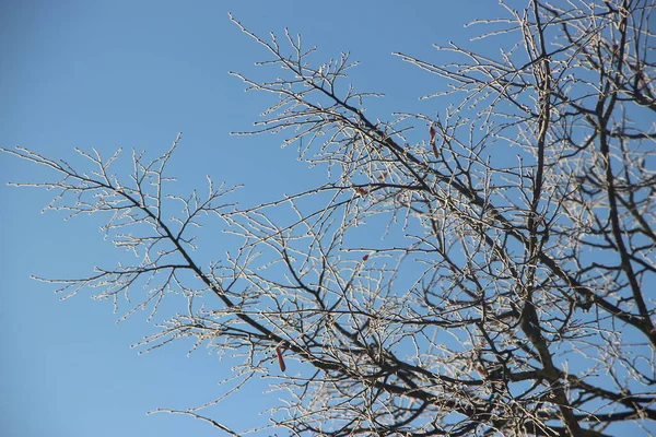 Baumwipfel Vor Blauem Himmel — Stockfoto