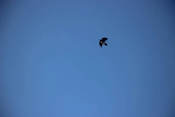 Vista Pájaro Cielo Azul — Foto de Stock