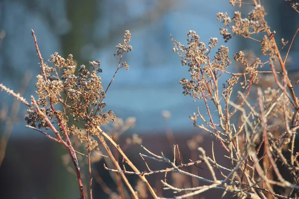 Winter Natuur Concept Uitzicht Bomen Struiken Buiten — Stockfoto