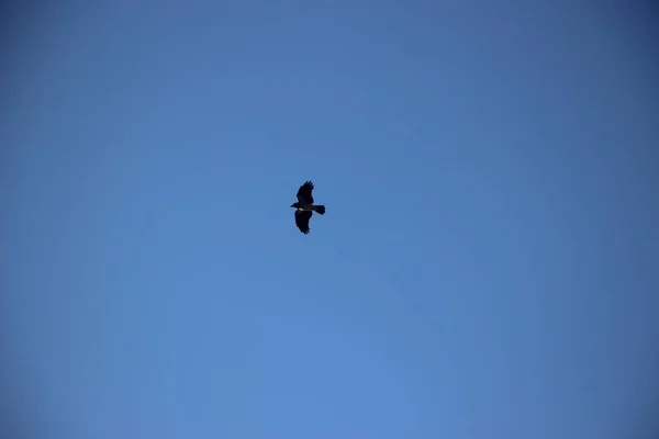 Vogelperspektive Den Blauen Himmel — Stockfoto