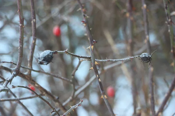 Winter Natuur Concept Uitzicht Bomen Struiken Buiten — Stockfoto