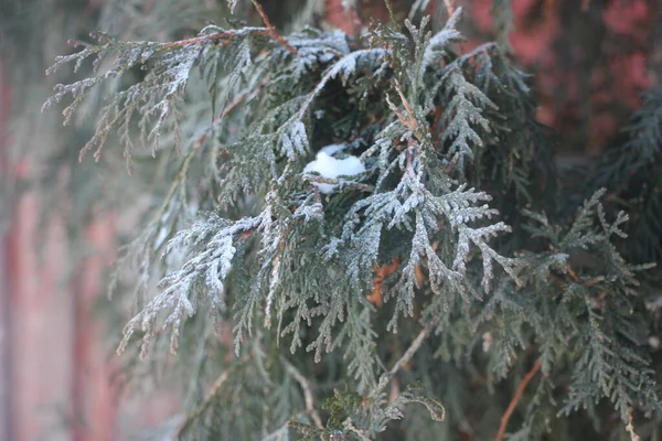 クリスマスツリーの枝を閉じるビュー — ストック写真