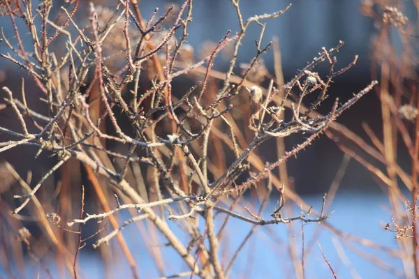 Winter Natuur Concept Uitzicht Bomen Struiken Buiten — Stockfoto