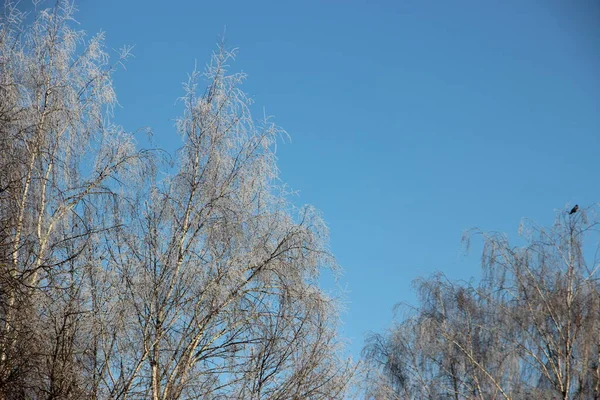 Wierzchołki Drzew Tle Błękitnego Nieba — Zdjęcie stockowe