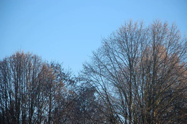 Topos Árvore Contra Vista Céu Azul — Fotografia de Stock