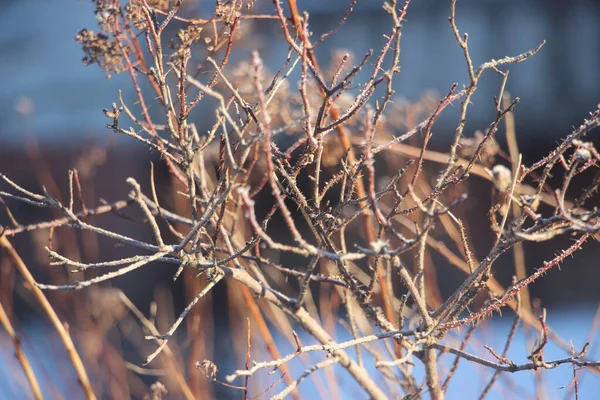 Winter Natuur Concept Uitzicht Bomen Struiken Buiten — Stockfoto