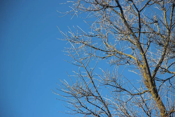蓝天景色下的树梢 — 图库照片