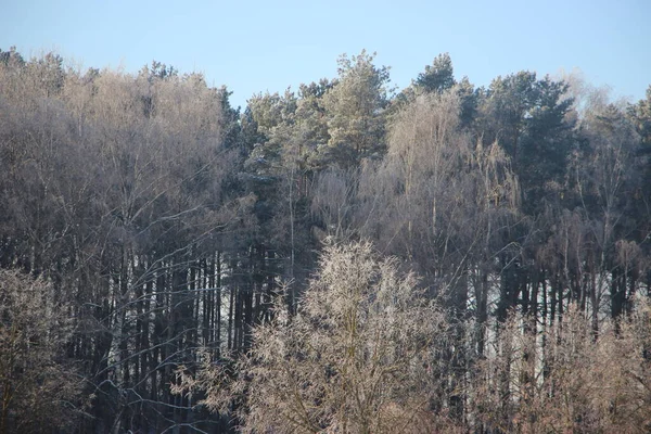 Wierzchołki Drzew Tle Błękitnego Nieba — Zdjęcie stockowe