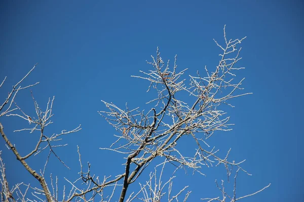 Baumwipfel Vor Blauem Himmel — Stockfoto