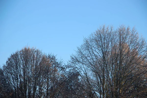 Topos Árvore Contra Vista Céu Azul — Fotografia de Stock