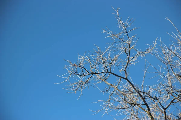 Верхушки Деревьев Против Голубого Неба — стоковое фото