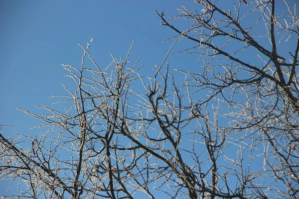Baumwipfel Vor Blauem Himmel — Stockfoto