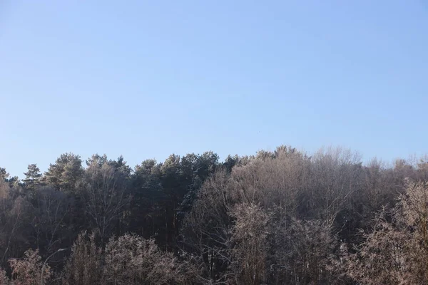 Вершини Дерев Фоні Блакитного Неба — стокове фото