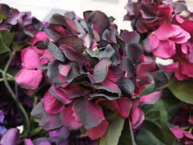 Güzel botanik fotoğrafı, doğal duvar kağıdı.