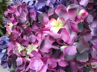 Güzel botanik fotoğrafı, doğal duvar kağıdı.