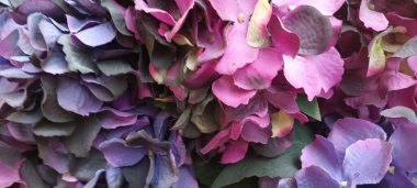 Güzel botanik fotoğrafı, doğal duvar kağıdı.