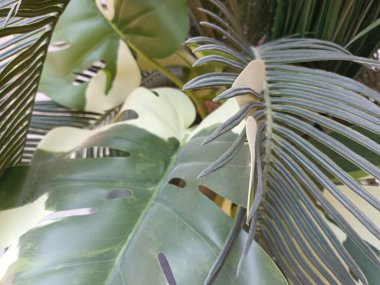 Güzel botanik fotoğrafı, doğal duvar kağıdı.