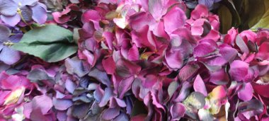 Güzel botanik fotoğrafı, doğal duvar kağıdı.