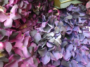 Güzel botanik fotoğrafı, doğal duvar kağıdı.