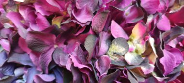 Güzel botanik fotoğrafı, doğal duvar kağıdı.