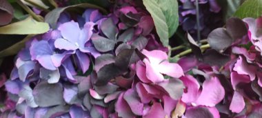 Güzel botanik fotoğrafı, doğal duvar kağıdı.