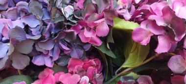 Güzel botanik fotoğrafı, doğal duvar kağıdı.