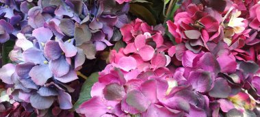 Güzel botanik fotoğrafı, doğal duvar kağıdı.