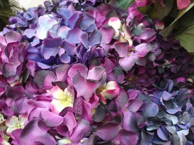 Güzel botanik fotoğrafı, doğal duvar kağıdı.