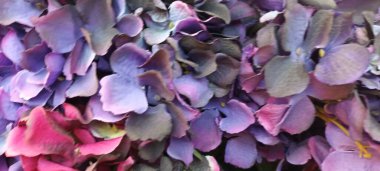 Güzel botanik fotoğrafı, doğal duvar kağıdı.