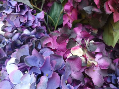 Güzel botanik fotoğrafı, doğal duvar kağıdı.