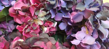 Güzel botanik fotoğrafı, doğal duvar kağıdı.