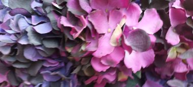 Güzel botanik fotoğrafı, doğal duvar kağıdı.