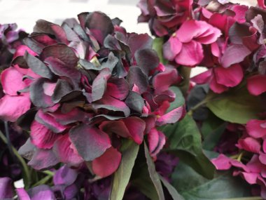 Güzel botanik fotoğrafı, doğal duvar kağıdı.