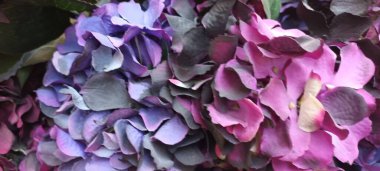 Güzel botanik fotoğrafı, doğal duvar kağıdı.