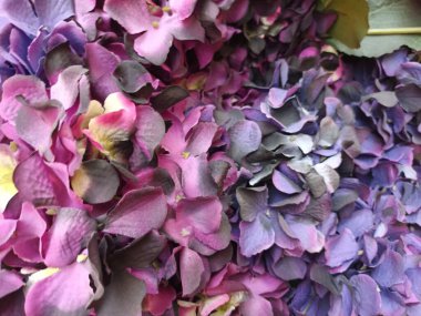 Güzel botanik fotoğrafı, doğal duvar kağıdı.