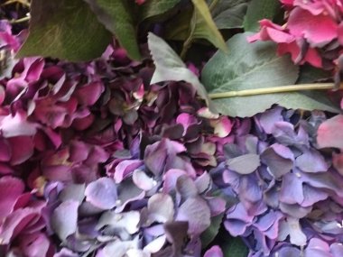 Güzel botanik fotoğrafı, doğal duvar kağıdı.