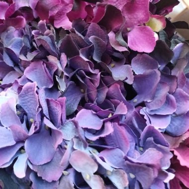 Güzel botanik fotoğrafı, doğal duvar kağıdı.