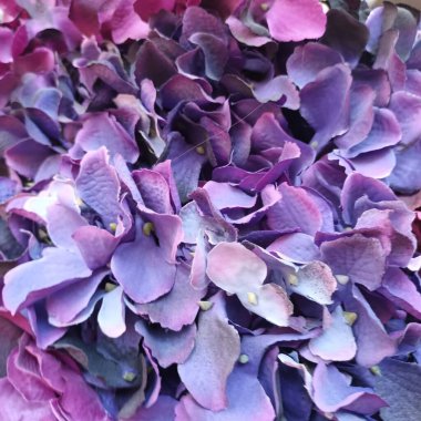 Güzel botanik fotoğrafı, doğal duvar kağıdı.