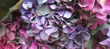 Güzel botanik fotoğrafı, doğal duvar kağıdı.