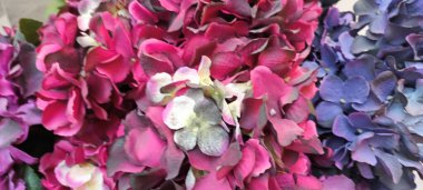 Güzel botanik fotoğrafı, doğal duvar kağıdı.