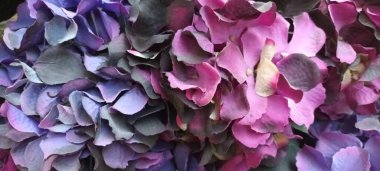 Güzel botanik fotoğrafı, doğal duvar kağıdı.