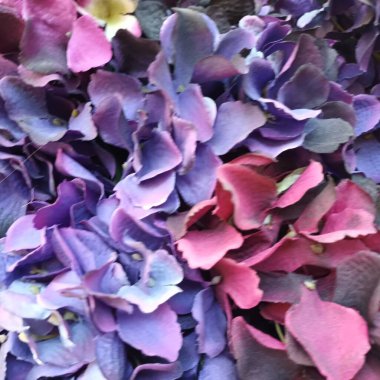 Güzel botanik fotoğrafı, doğal duvar kağıdı.