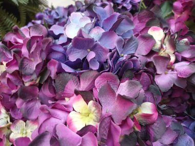 Güzel botanik fotoğrafı, doğal duvar kağıdı.