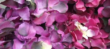 Güzel botanik fotoğrafı, doğal duvar kağıdı.