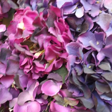 Güzel botanik fotoğrafı, doğal duvar kağıdı.