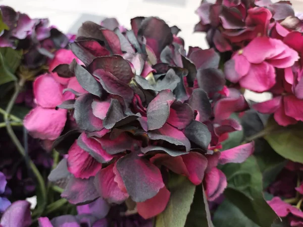 Güzel botanik fotoğrafı, doğal duvar kağıdı.