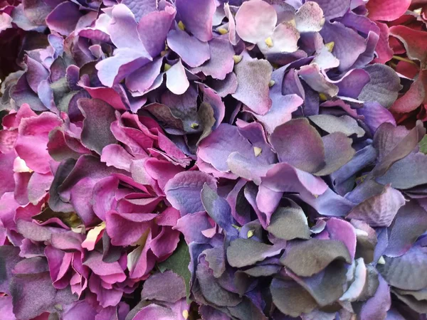 Güzel botanik fotoğrafı, doğal duvar kağıdı.