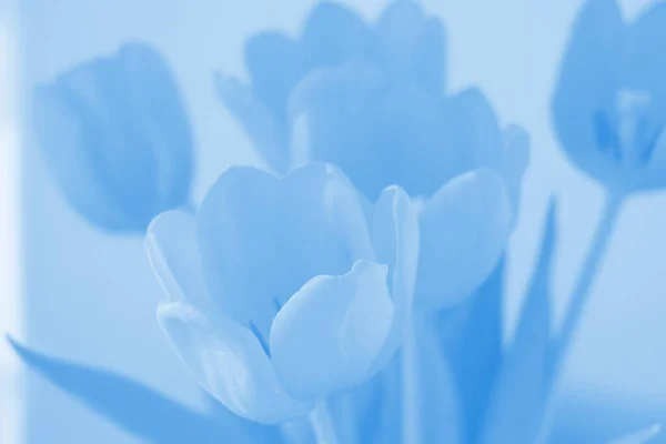 Großaufnahme Von Blühenden Tulpen — Stockfoto
